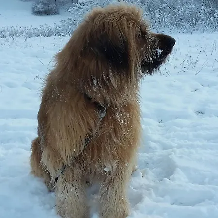 Rosenhof Broggingen Апартаменты *