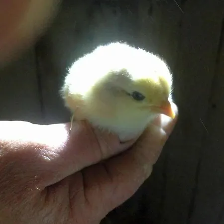 Rosenhof Broggingen * Хербольцхайм