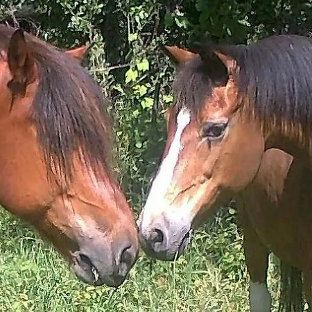 Апартаменты Rosenhof Broggingen