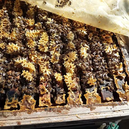 Апартаменты Rosenhof Broggingen Хербольцхайм