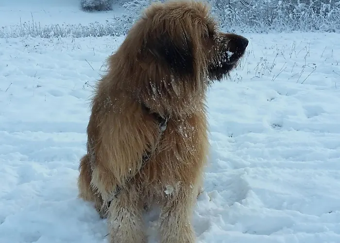 Rosenhof Broggingen アパート *